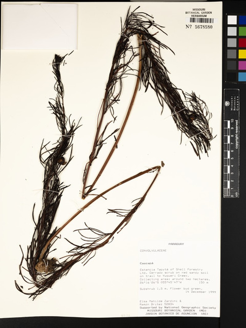 Ipomoea itapuaensis