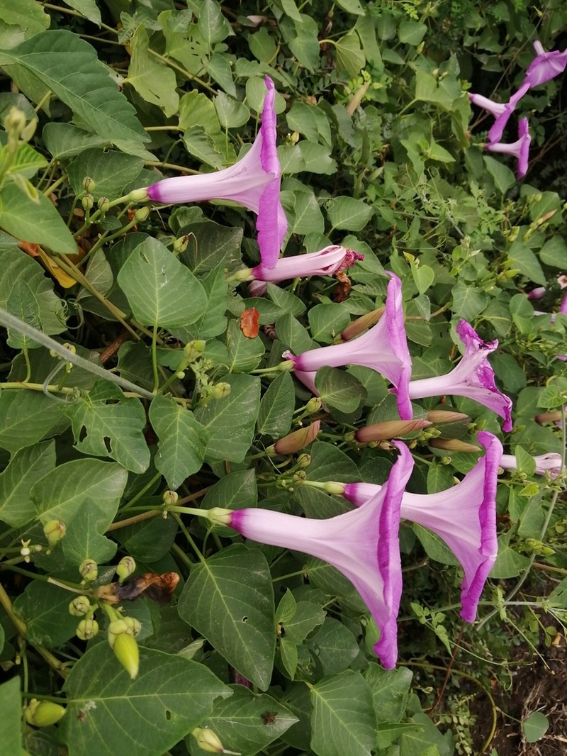 Moonvine