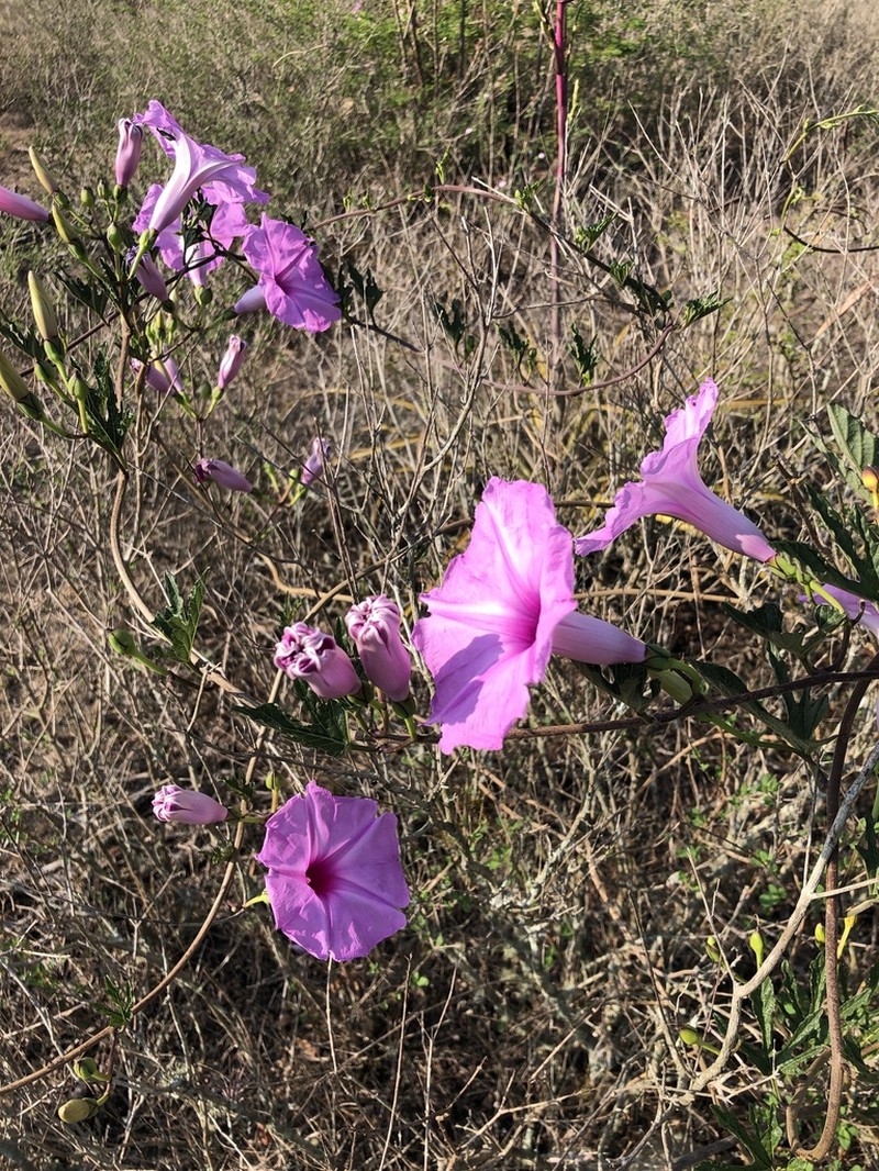 Moonvine photo 2