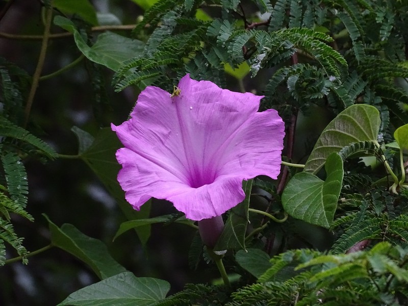 Moonvine photo 3
