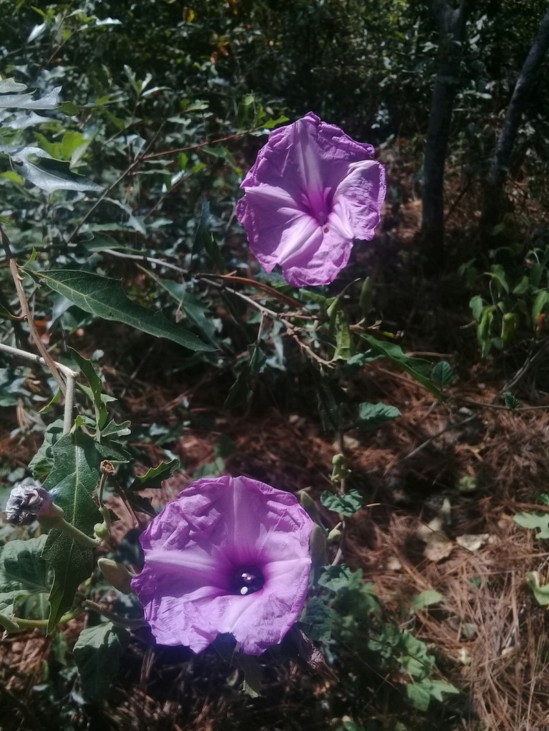 Moonvine photo 4