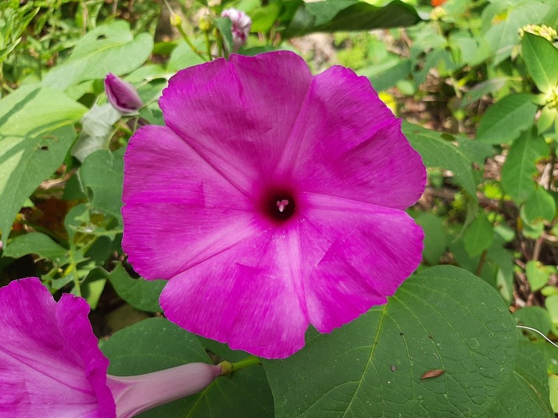 Moonvine photo 5