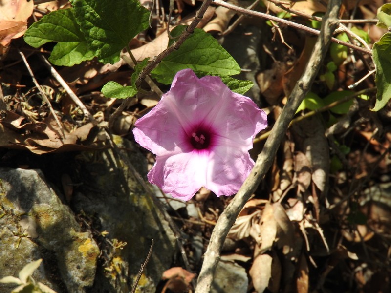 Moonvine photo 6