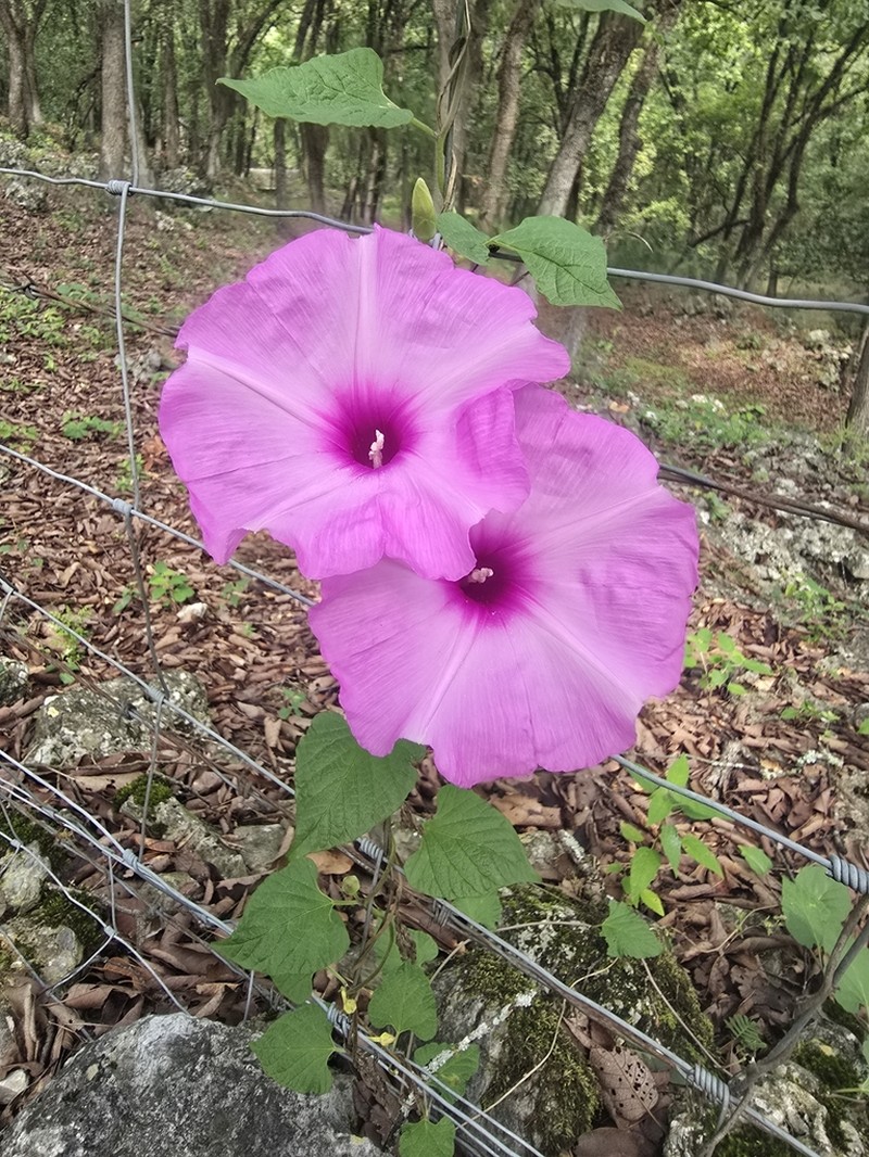 Moonvine photo 7
