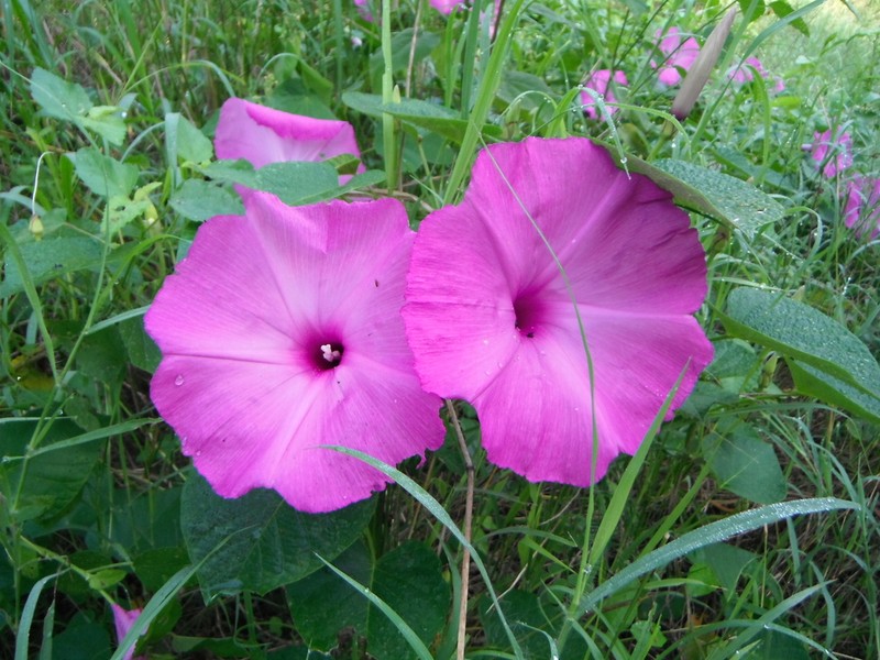 Moonvine photo 8
