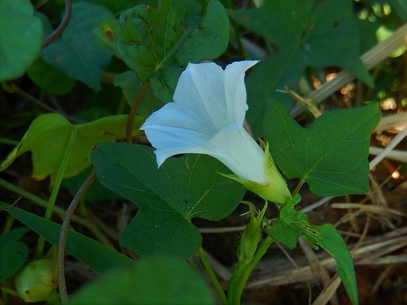 Whitestar photo 3
