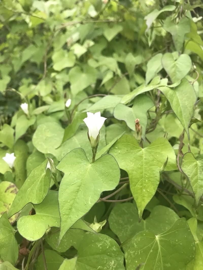 Whitestar photo 4