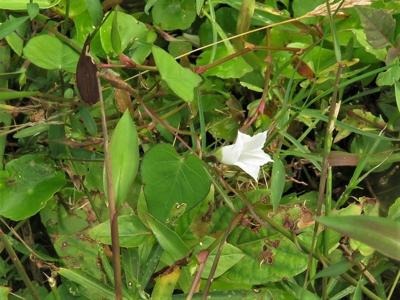 Whitestar photo 5