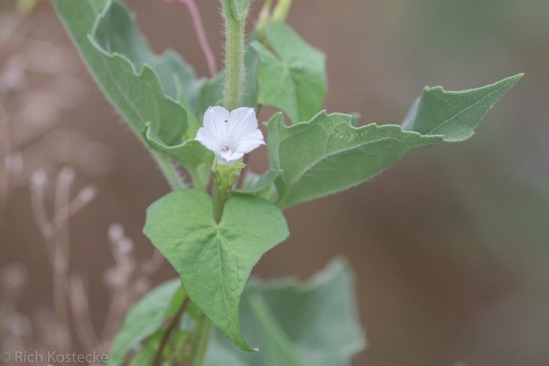 Whitestar photo 6