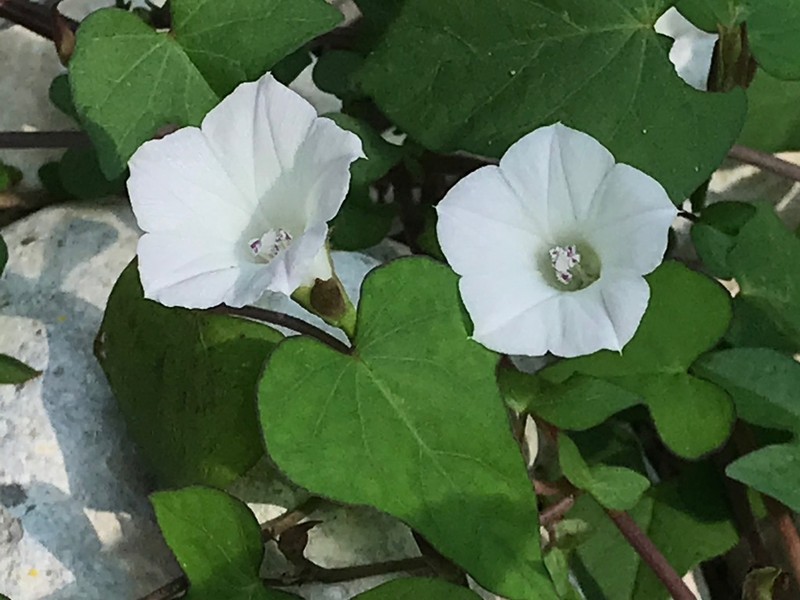 Whitestar photo 7