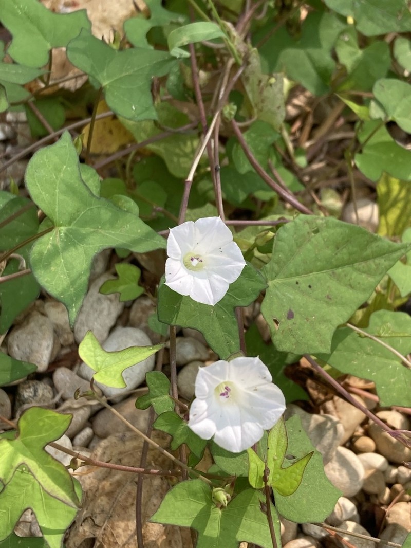Whitestar photo 8