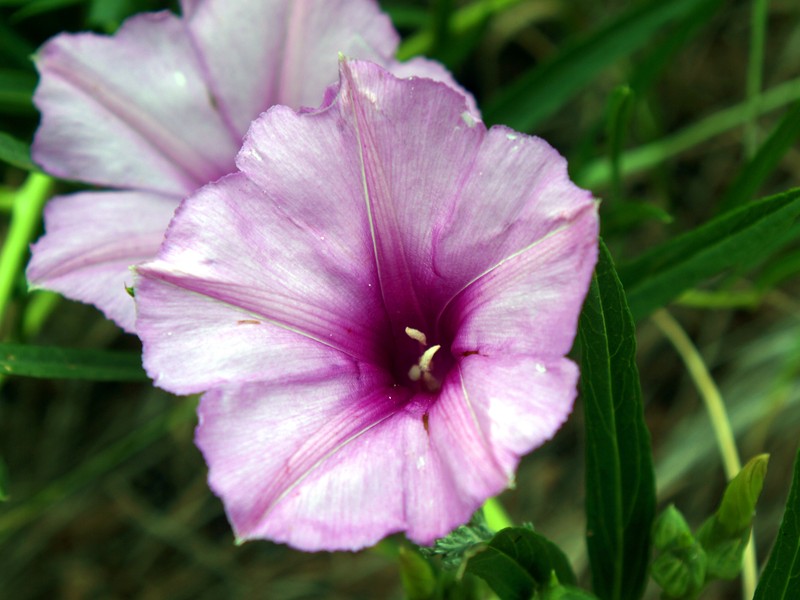 Bush Morning-Glory