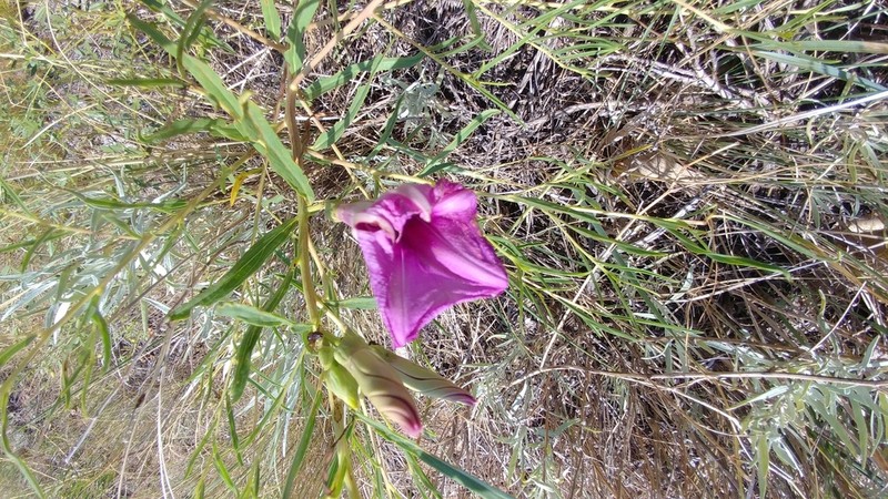 Bush Morning-Glory