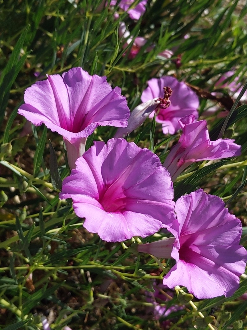 Bush Morning-Glory photo 2