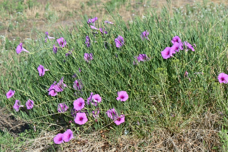 Bush Morning-Glory photo 3