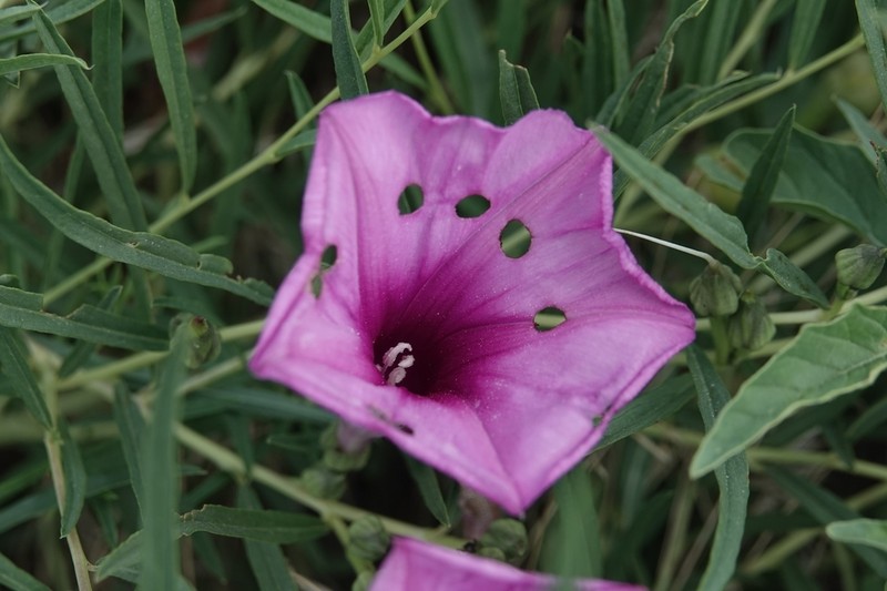 Bush Morning-Glory photo 4