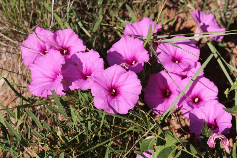 Bush Morning-Glory photo 5