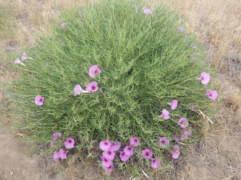 Bush Morning-Glory photo 6