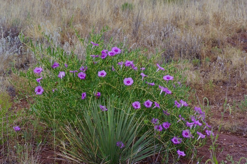 Bush Morning-Glory photo 7