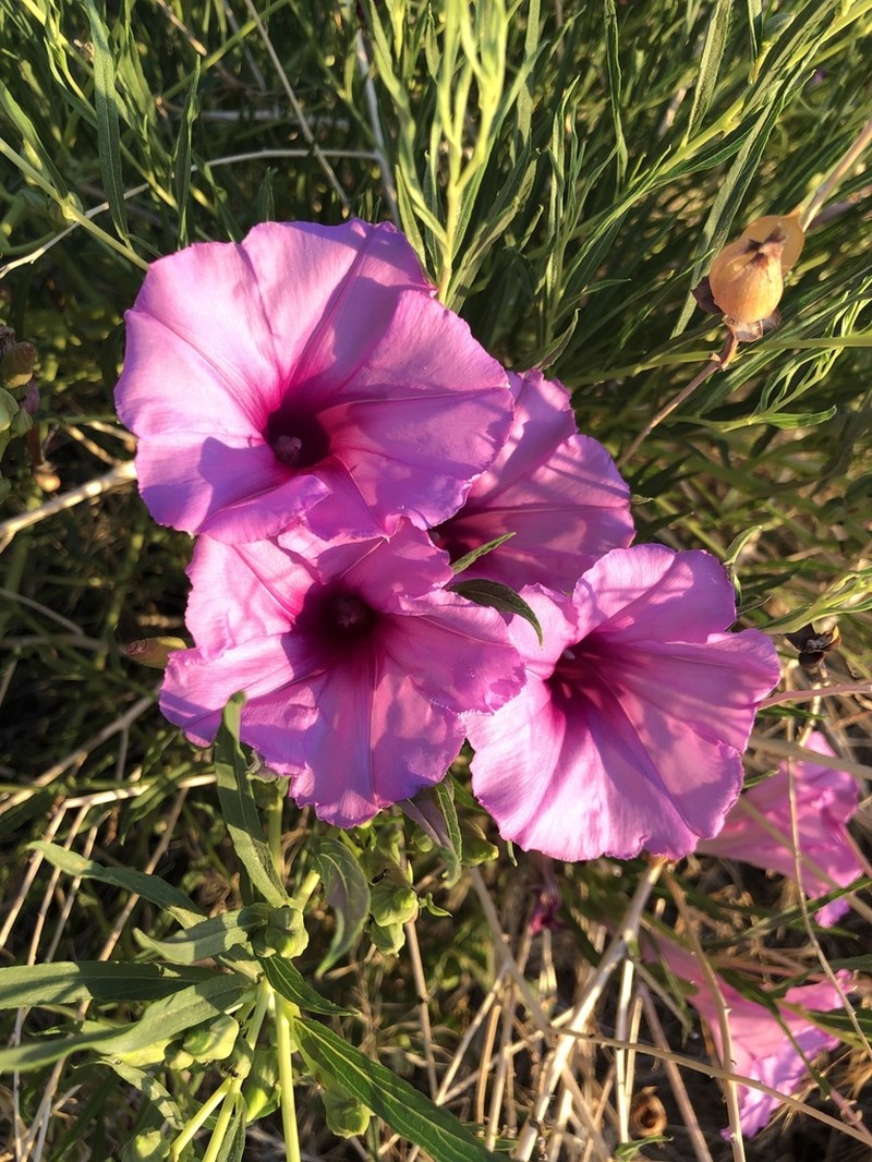 Bush Morning-Glory photo 8