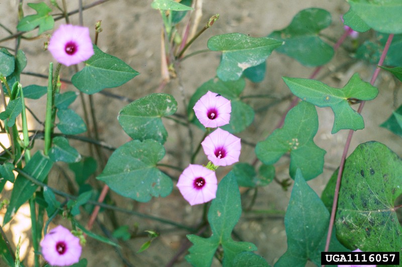 Whitestar Morning-Glory