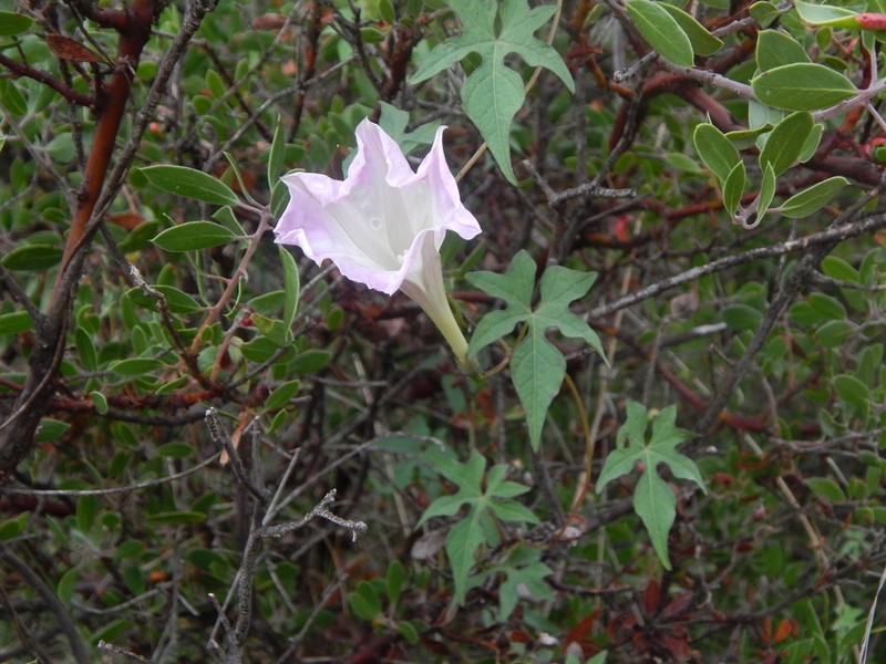 Lindheimer's Morning-Glory
