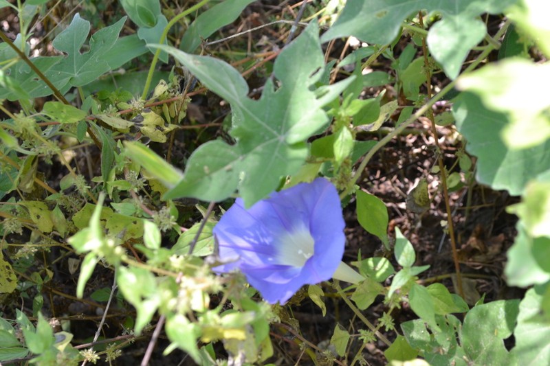 Lindheimer's Morning-Glory photo 2