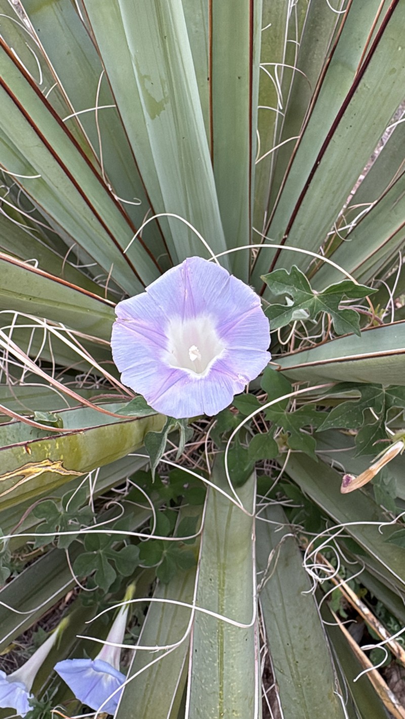 Lindheimer's Morning-Glory photo 3