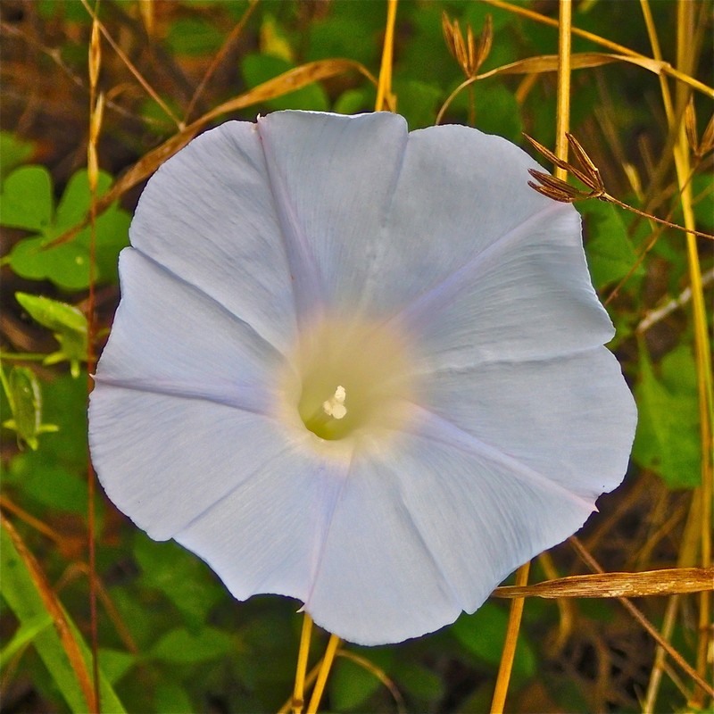 Lindheimer's Morning-Glory photo 4
