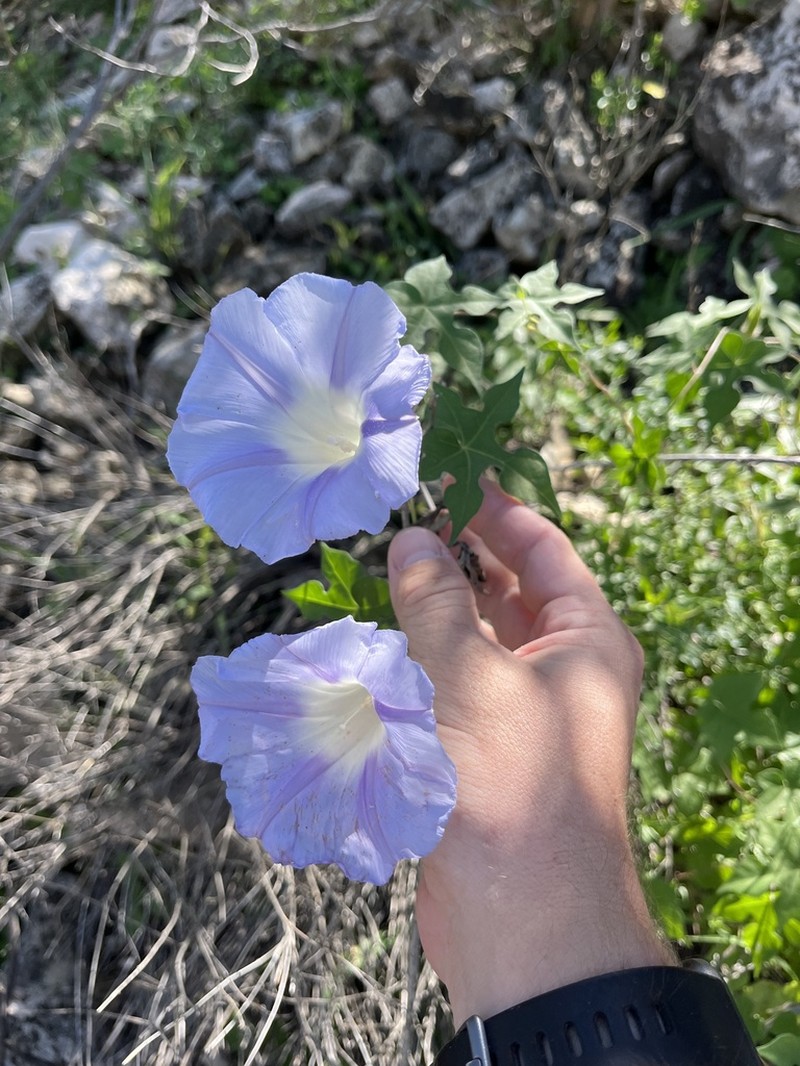 Lindheimer's Morning-Glory photo 5