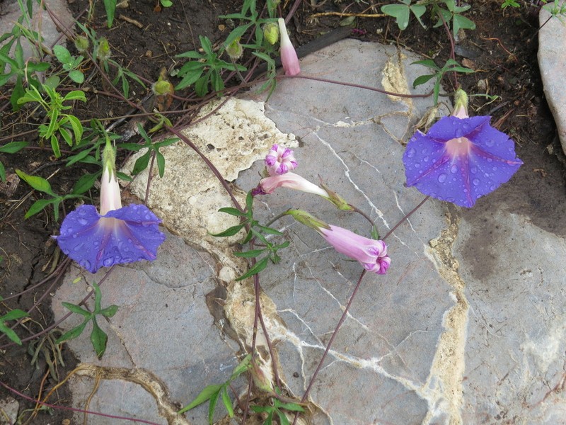 Lindheimer's Morning-Glory photo 6
