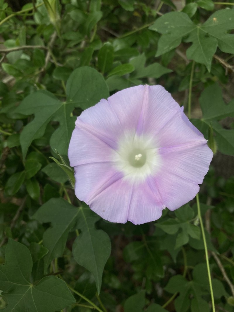 Lindheimer's Morning-Glory photo 7