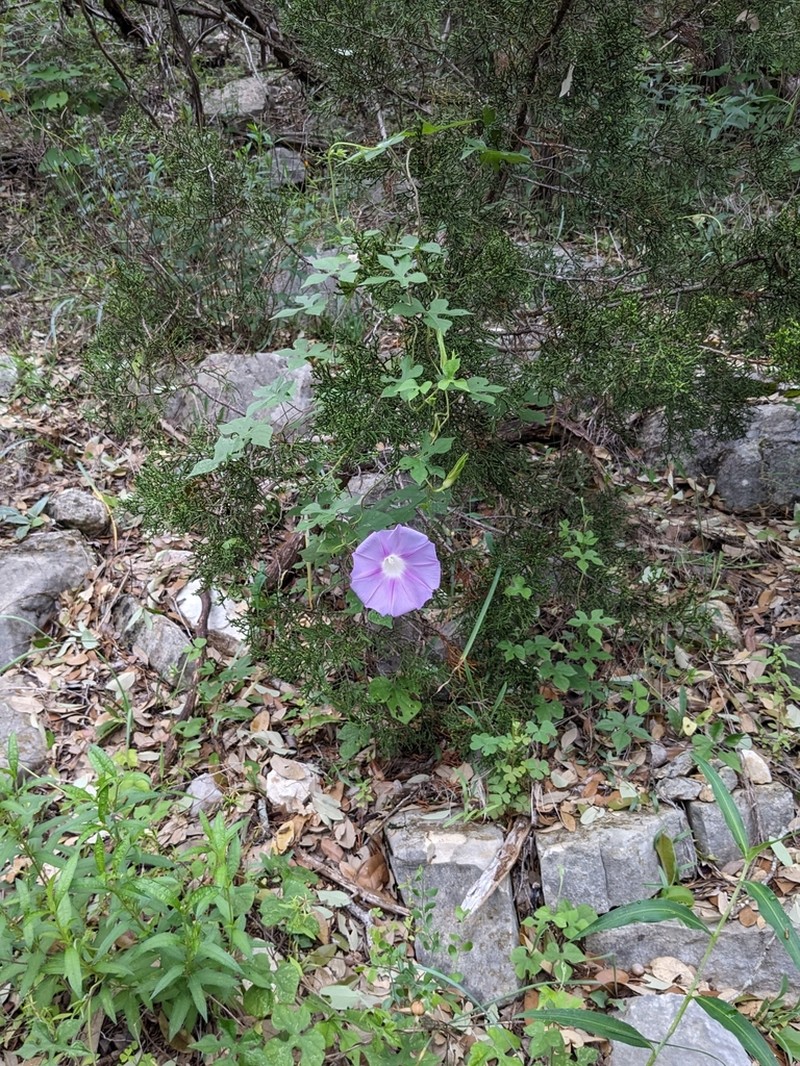 Lindheimer's Morning-Glory photo 8