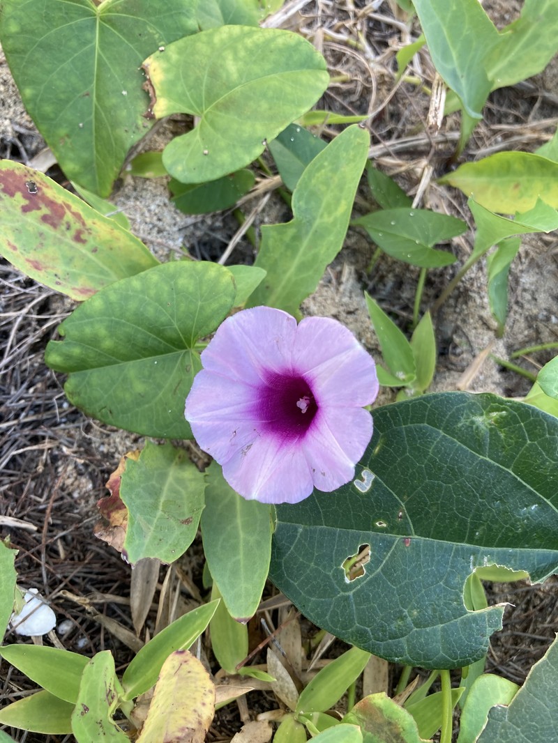 Whiteflower Beach Morning-Glory photo 4