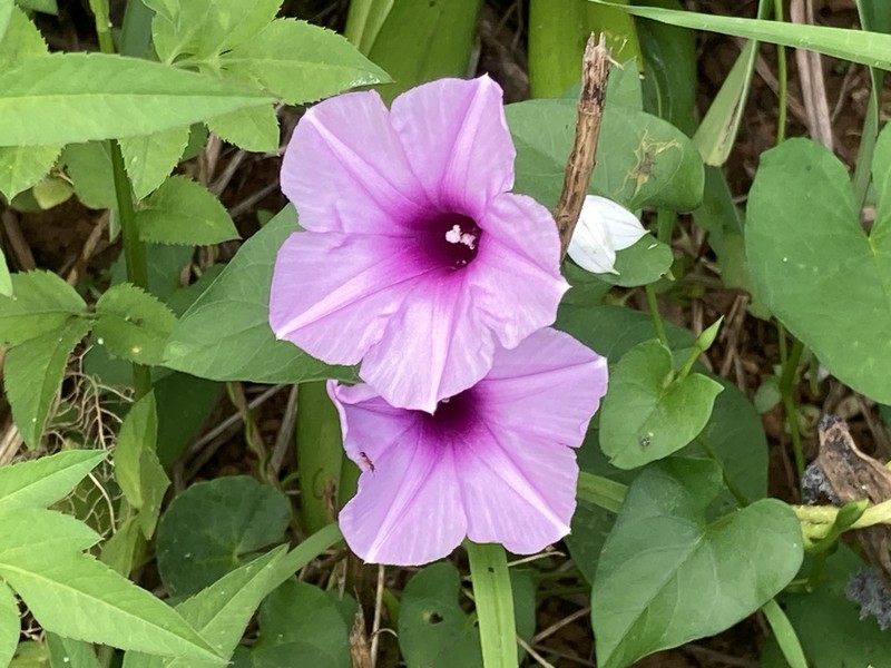 Whiteflower Beach Morning-Glory photo 5