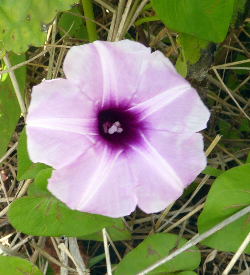 Whiteflower Beach Morning-Glory photo 2