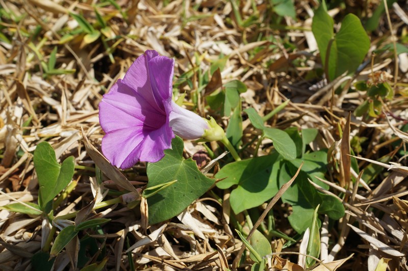Whiteflower Beach Morning-Glory photo 3