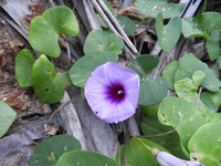 Whiteflower Beach Morning-Glory