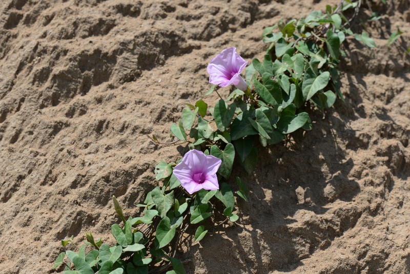 Whiteflower Beach Morning-Glory photo 2