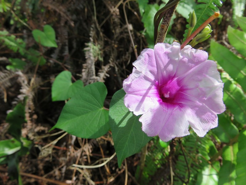 Whiteflower Beach Morning-Glory photo 3