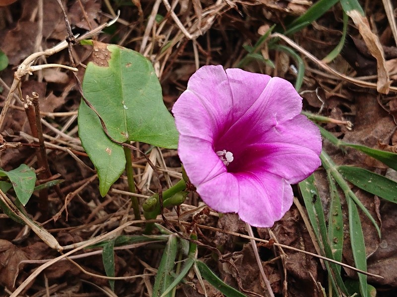 Whiteflower Beach Morning-Glory photo 4