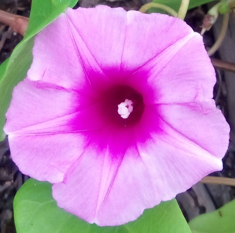 Whiteflower Beach Morning-Glory photo 5