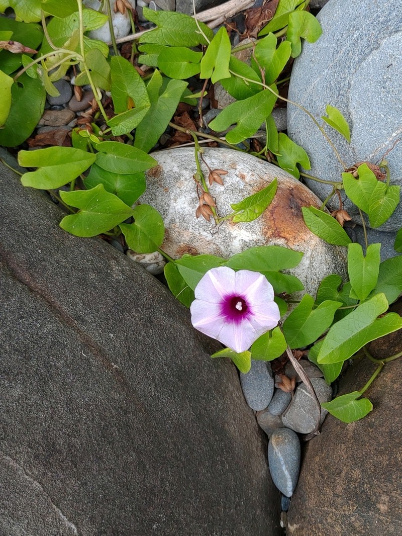 Whiteflower Beach Morning-Glory photo 6