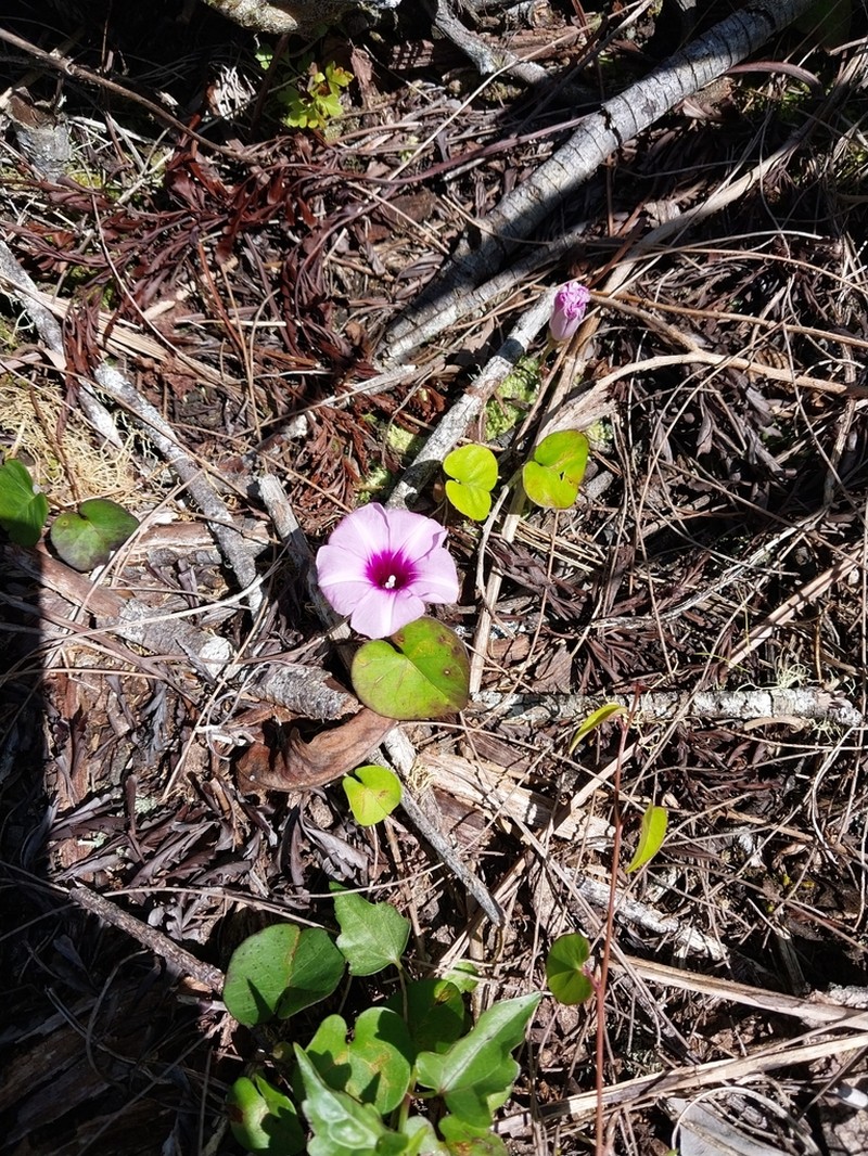 Whiteflower Beach Morning-Glory photo 7