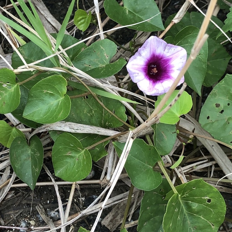 Whiteflower Beach Morning-Glory photo 8