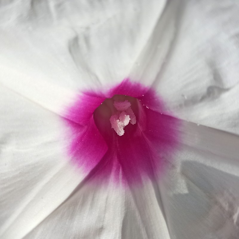 Pinkthroat Morning-Glory