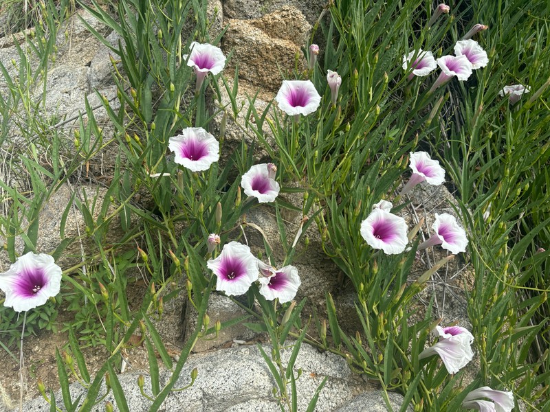 Pinkthroat Morning-Glory