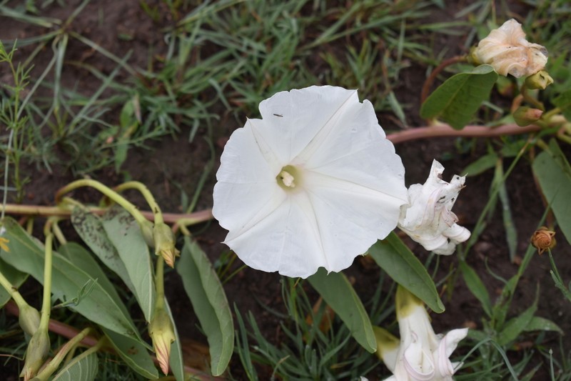 Pinkthroat Morning-Glory photo 3