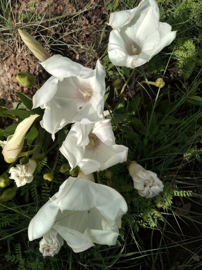 Pinkthroat Morning-Glory photo 4