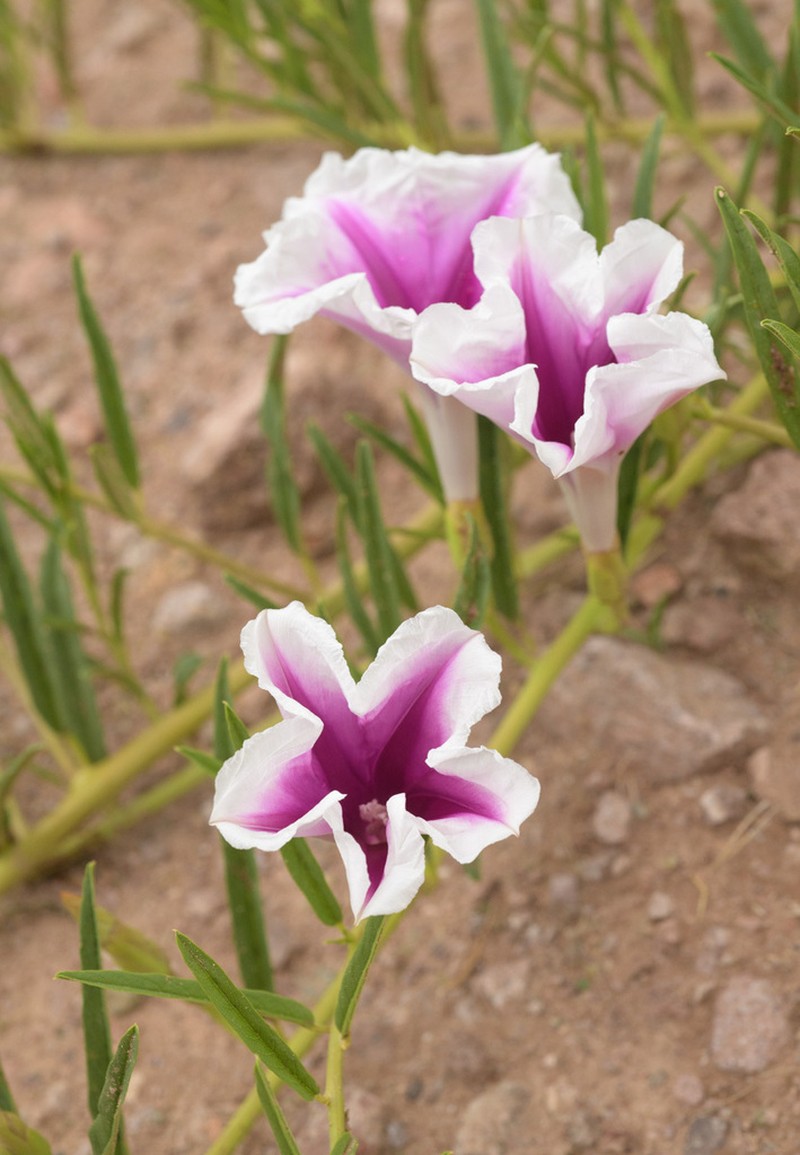 Pinkthroat Morning-Glory photo 8